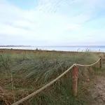 Strandflieder 302