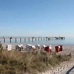 Strandflieder 302
